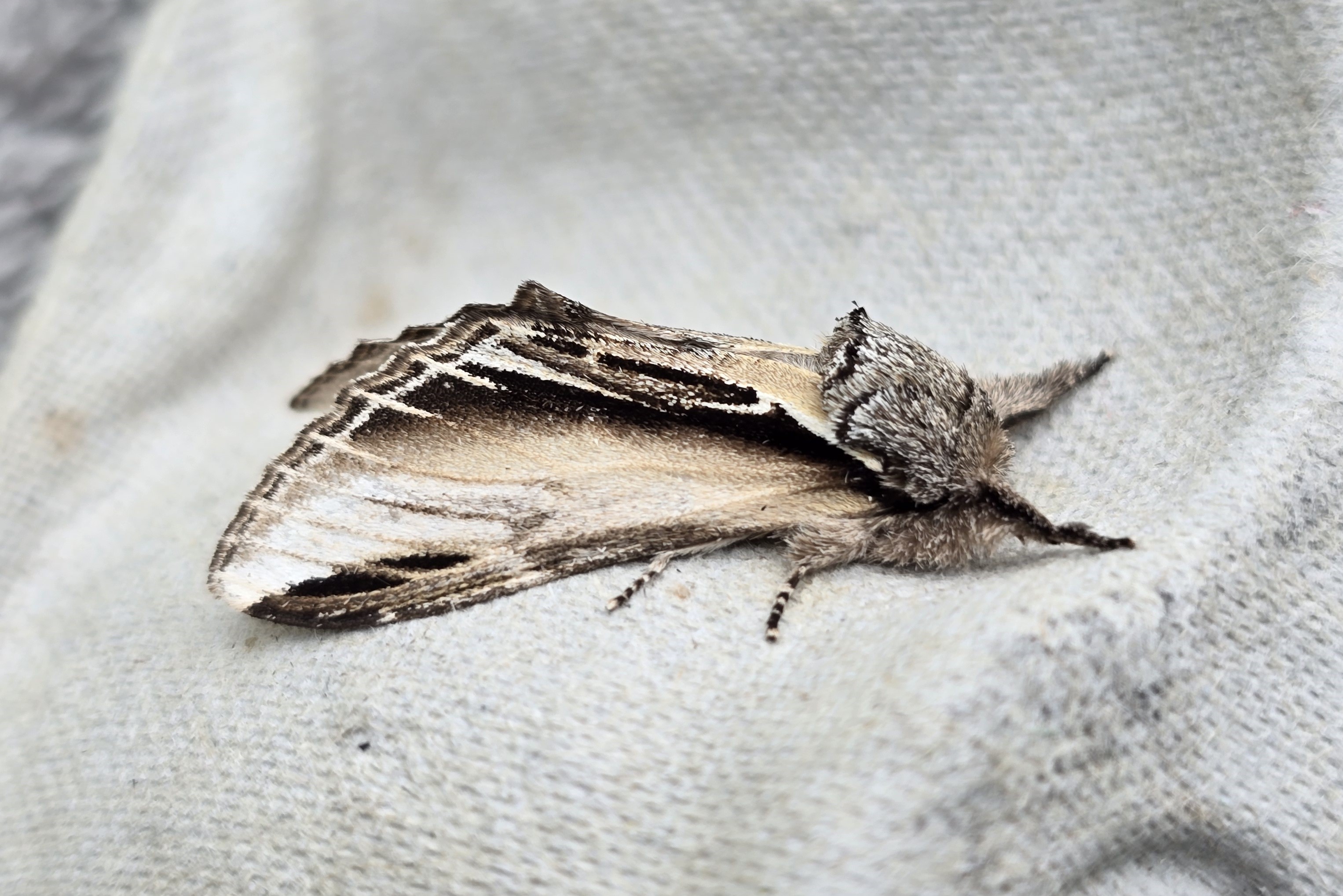 Photo of Swallow Prominent (Pheosia tremula)